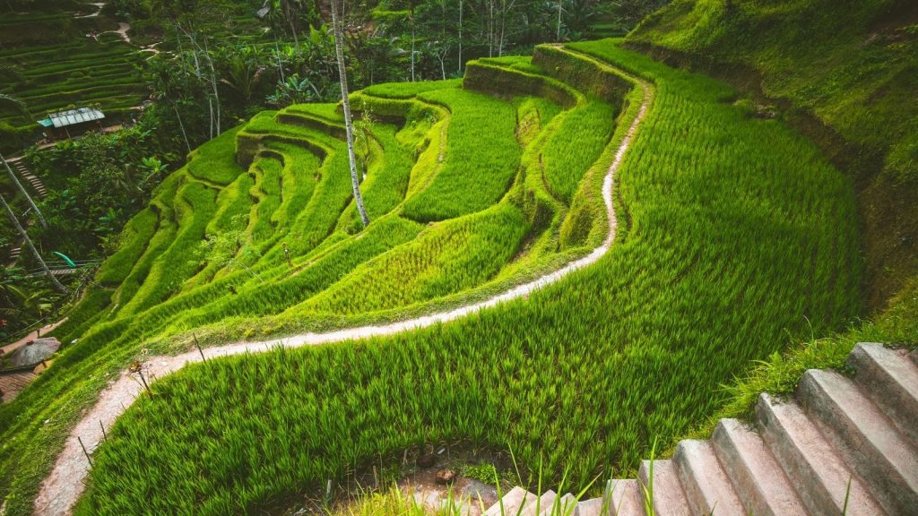Ubud rice terraces in Bali surrounded by lush tropical greenery